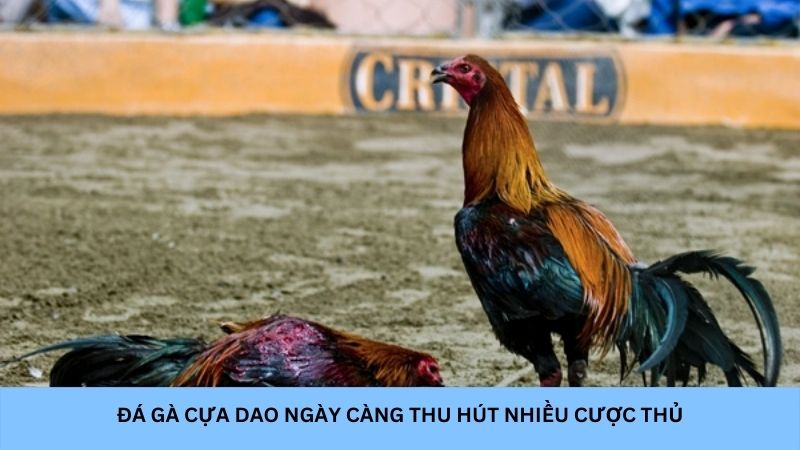 Đá gà cựa dao ngày càng thu hút nhiều cược thủ