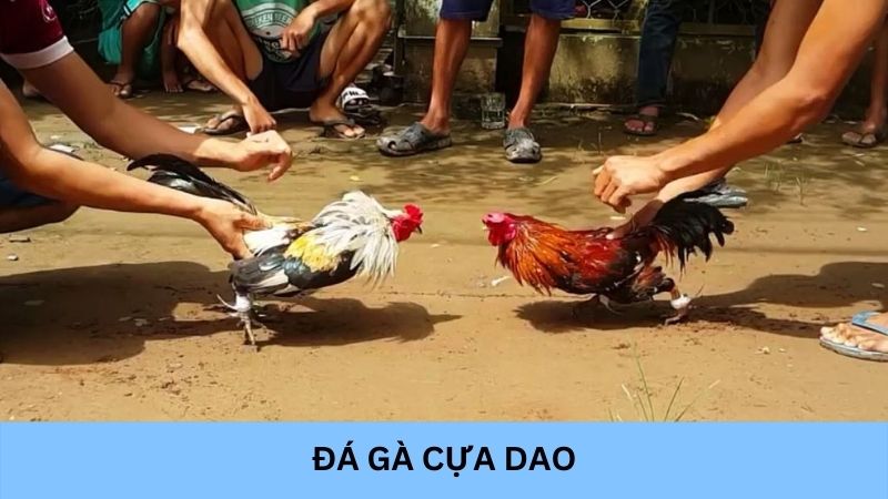 Đá gà cựa dao - Bộ môn cá cược kịch tính và hấp dẫn