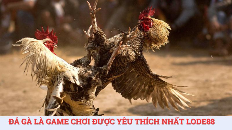 Đá gà là trò chơi cá cược được yêu thích tại nhà cái LoDe88.