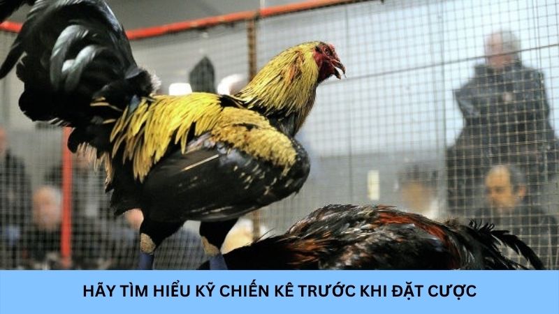 Hãy tìm hiểu kỹ về chiến kê trước khi đặt cược