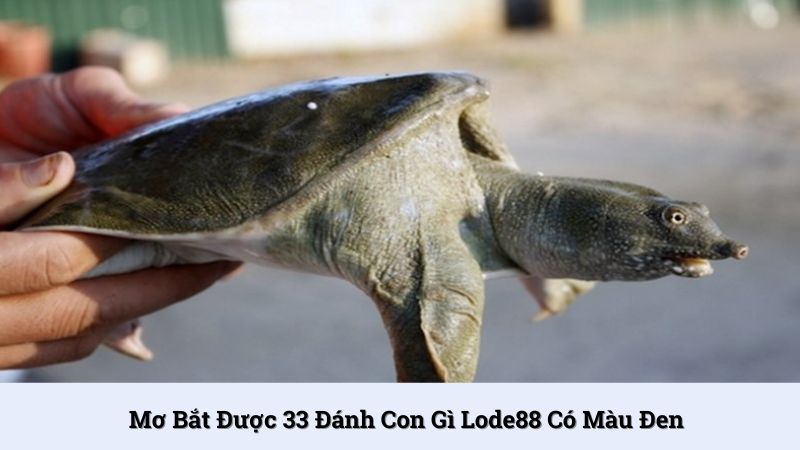 Mơ bắt được 33 đánh con gì nếu có màu đen