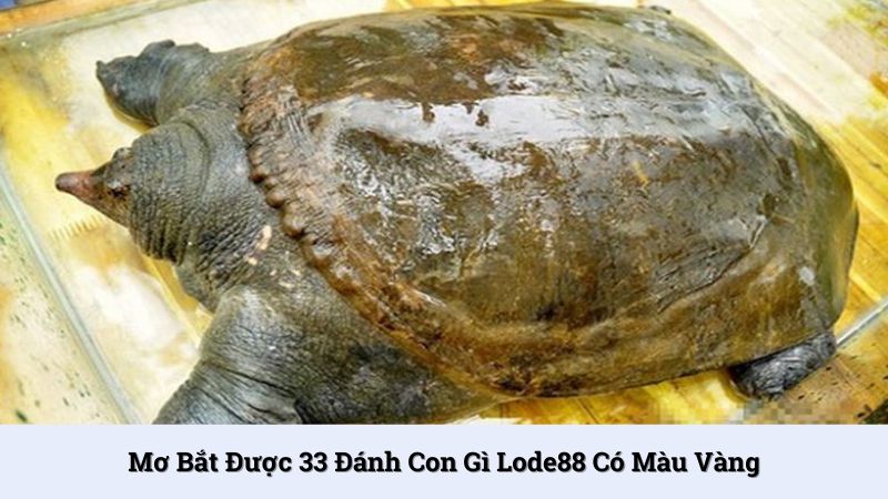 Mơ bắt được 33 màu vàng đánh 00, 55, 99