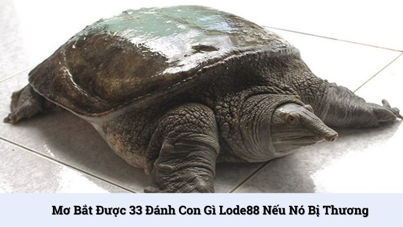 Mơ bắt được 33 bị thương đánh 36, 05