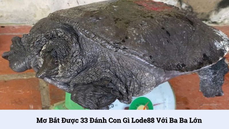 Mơ bắt được 33 đánh con gì nếu nó có kích thước lớn