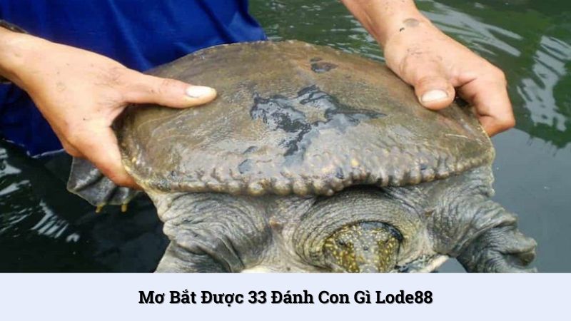 Luận giải ý nghĩa mơ bắt được 33 đánh con gì chuẩn xác