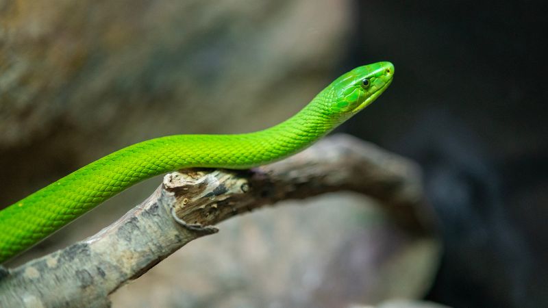 Mơ thấy rắn đánh con gì với chết chóc thể hiện giải thoát