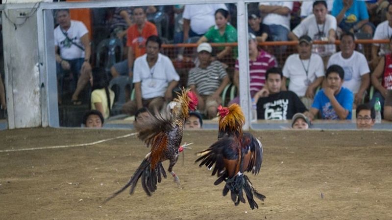 Quy tắc chơi đá gà đơn giản