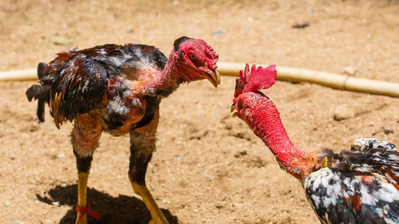 Xem ngày đá gà giúp nâng cao phong độ chiến kê